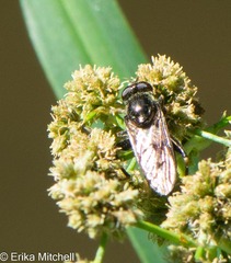 Chalcosyrphus libo