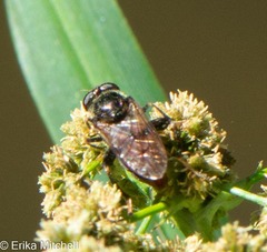 Chalcosyrphus libo