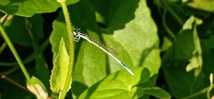Agriocnemis pieris
