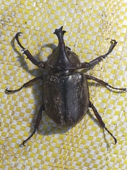 Xylotrupes pubescens