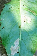 Pegomya bicolor