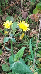 Sonchus arvensis