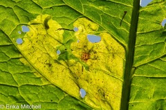 Pegomya bicolor