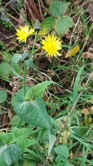 Sonchus arvensis