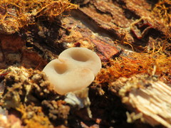 Fungi