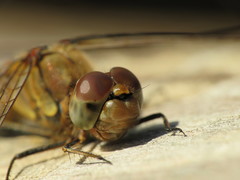 Sympetrum striolatum