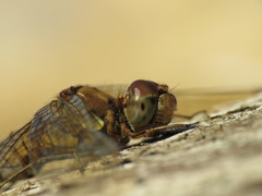 Sympetrum striolatum