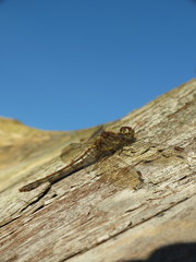 Sympetrum striolatum