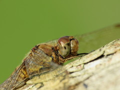 Sympetrum striolatum