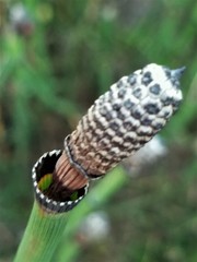 Equisetum telmateia