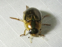 Tropisternus collaris