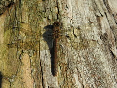 Sympetrum striolatum