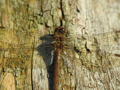 Sympetrum striolatum