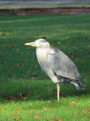 Ardea cinerea