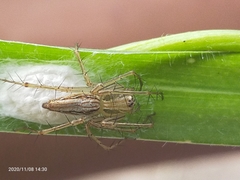 Oxyopes