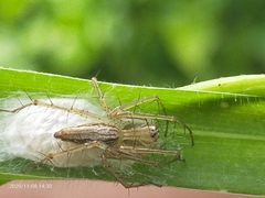 Oxyopes