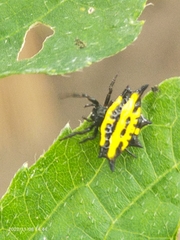 Gasteracantha panisicca
