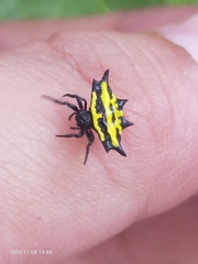 Gasteracantha panisicca
