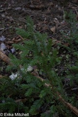 Taxus canadensis