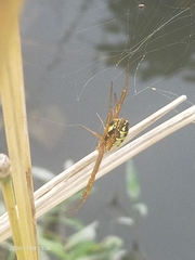 Argiope