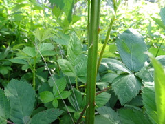 Rubus polyanthemus