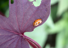 Harmonia octomaculata