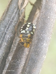 Pentatomidae
