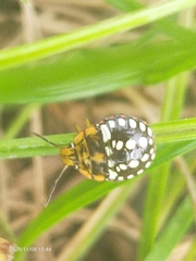 Pentatomidae