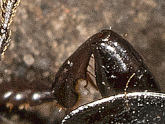 Pterostichus adstrictus