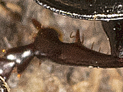 Pterostichus adstrictus