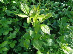 Rubus polyanthemus