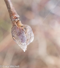 Dasineura serrulatae