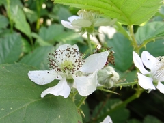 Rubus polyanthemus