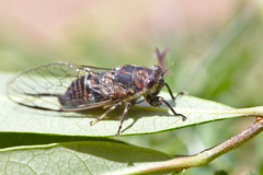 Myopsalta mackinlayi
