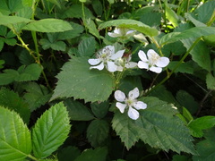 Rubus polyanthemus