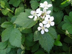 Rubus polyanthemus