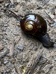 Victaphanta compacta