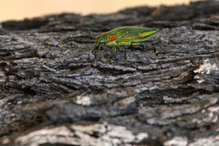 Chrysodema auroplagiata