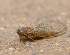 Myopsalta mackinlayi