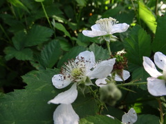 Rubus polyanthemus