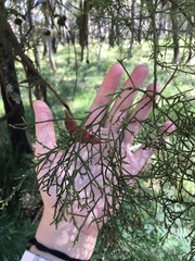 Exocarpos cupressiformis