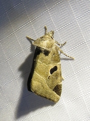 Plagiomimicus pityochromus