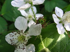 Rubus polyanthemus