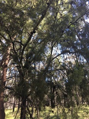 Exocarpos cupressiformis