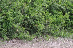 Azima tetracantha