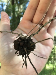 Exocarpos cupressiformis