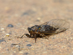 Myopsalta mackinlayi