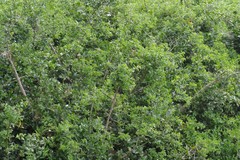 Azima tetracantha