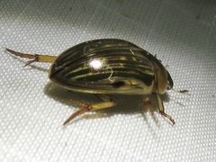 Tropisternus collaris