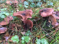 Fungi